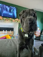 Boomer, a male Chinese Shar-Pei for sale in Raleigh, NC – 8 of 10