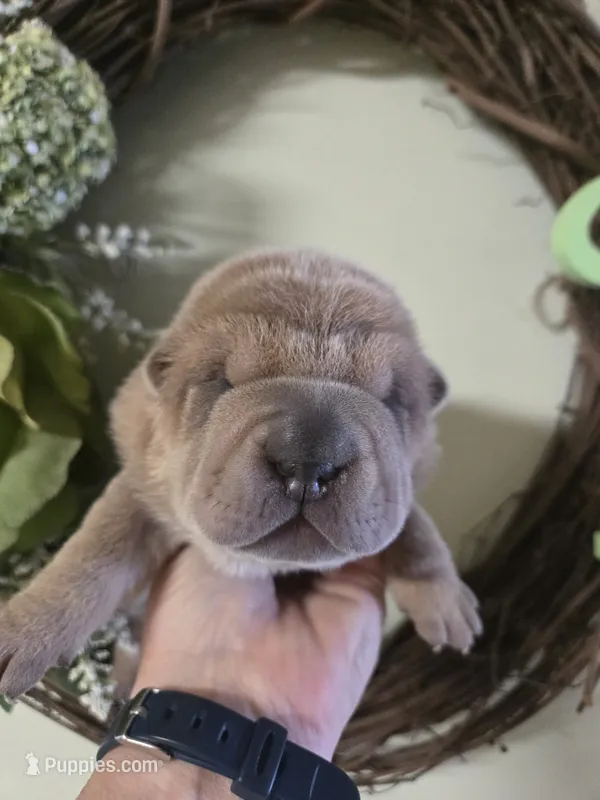 ISABELLA BOY – Chinese Shar-Pei puppy for sale in Raleigh, NC