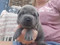 Liberty, a female Chinese Shar-Pei for sale in Raleigh, NC – 2 of 10