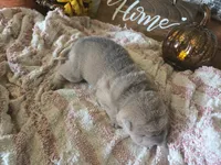 ISABELLA BOY, a male Chinese Shar-Pei for sale in Raleigh, NC – 5 of 10