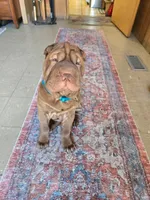 BLACK MINI GIRL, a female Chinese Shar-Pei for sale in Raleigh, NC – 7 of 10