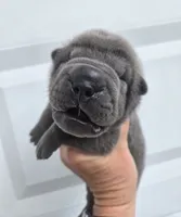 Boomer, a male Chinese Shar-Pei for sale in Raleigh, NC – 10 of 10