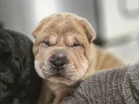 ISABELLA BOY, a male Chinese Shar-Pei for sale in Raleigh, NC – 5 of 7