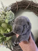 BLUE MINI GIRL, a female Chinese Shar-Pei for sale in Raleigh, NC – 5 of 7