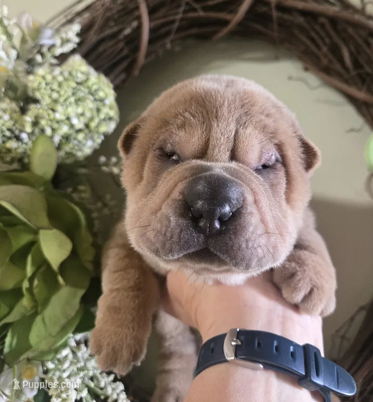 ISABELLA BOY – Chinese Shar-Pei puppy for sale in Raleigh, NC