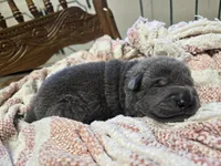 Sparkle, a female Chinese Shar-Pei for sale in Raleigh, NC – 3 of 8