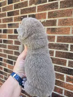 Freedom, a female Chinese Shar-Pei for sale in Raleigh, NC – 6 of 8