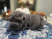 BLUE BOY, a male Chinese Shar-Pei for sale in Raleigh, NC – 6 of 10