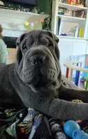 Boomer, a male Chinese Shar-Pei for sale in Raleigh, NC – 6 of 10