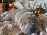 ISABELLA BOY, a male Chinese Shar-Pei for sale in Raleigh, NC – 6 of 10