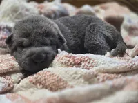 Sparkle, a female Chinese Shar-Pei for sale in Raleigh, NC – 7 of 8
