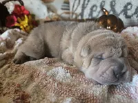 ISABELLA BOY, a male Chinese Shar-Pei for sale in Raleigh, NC – 8 of 10