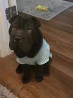 BLACK MINI GIRL, a female Chinese Shar-Pei for sale in Raleigh, NC – 8 of 10