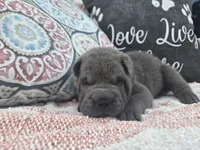 Hamilton, a male Chinese Shar-Pei for sale in Raleigh, NC – 6 of 10