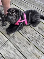 BLACK MINI GIRL, a female Chinese Shar-Pei for sale in Raleigh, NC – 10 of 10