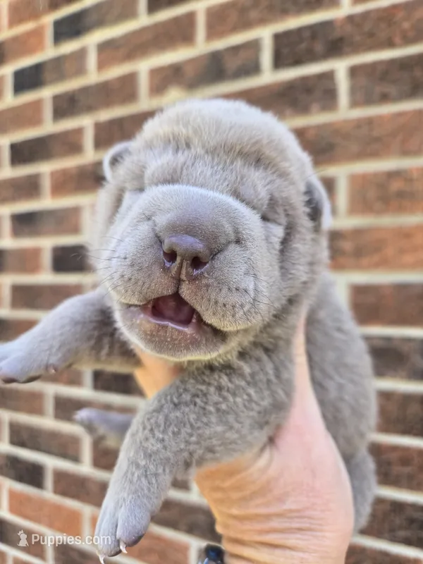 Freedom – Chinese Shar-Pei puppy for sale in Raleigh, NC