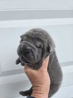 Boomer, a male Chinese Shar-Pei for sale in Raleigh, NC – 2 of 10