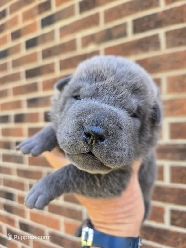 Sparkle – Chinese Shar-Pei puppy for sale in Raleigh, NC