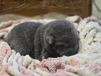 Sparkle, a female Chinese Shar-Pei for sale in Raleigh, NC – 6 of 8