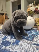 BLUE BOY, a male Chinese Shar-Pei for sale in Raleigh, NC – 4 of 10