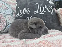 Hamilton, a male Chinese Shar-Pei for sale in Raleigh, NC – 8 of 10