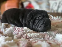 BLACK MINI GIRL, a female Chinese Shar-Pei for sale in Raleigh, NC – 6 of 10