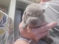 Freedom, a female Chinese Shar-Pei for sale in Raleigh, NC – 5 of 8