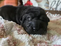 BLACK MINI GIRL, a female Chinese Shar-Pei for sale in Raleigh, NC – 4 of 10