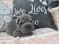 Hamilton, a male Chinese Shar-Pei for sale in Raleigh, NC – 10 of 10