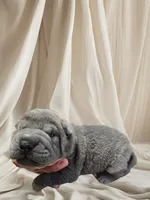 Boomer, a male Chinese Shar-Pei for sale in Raleigh, NC – 4 of 10