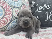 Liberty, a female Chinese Shar-Pei for sale in Raleigh, NC – 10 of 10