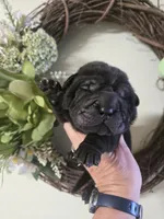 BLACK MINI GIRL, a female Chinese Shar-Pei for sale in Raleigh, NC – 2 of 10