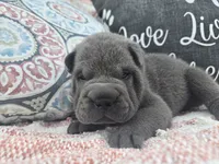 Hamilton, a male Chinese Shar-Pei for sale in Raleigh, NC – 4 of 10