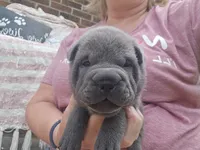 Hamilton, a male Chinese Shar-Pei for sale in Raleigh, NC – 2 of 10