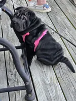BLACK MINI GIRL, a female Chinese Shar-Pei for sale in Raleigh, NC – 9 of 10