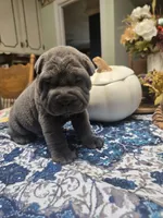 BLUE BOY, a male Chinese Shar-Pei for sale in Raleigh, NC – 3 of 10