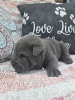 Hamilton, a male Chinese Shar-Pei for sale in Raleigh, NC – 9 of 10