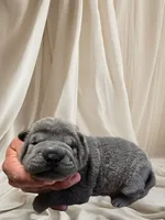 Boomer, a male Chinese Shar-Pei for sale in Raleigh, NC – 3 of 10