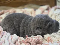 Sparkle, a female Chinese Shar-Pei for sale in Raleigh, NC – 8 of 8