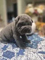 BLUE BOY, a male Chinese Shar-Pei for sale in Raleigh, NC – 5 of 10