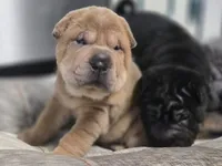 ISABELLA BOY, a male Chinese Shar-Pei for sale in Raleigh, NC – 4 of 7