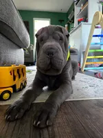 Boomer, a male Chinese Shar-Pei for sale in Raleigh, NC – 9 of 10