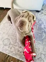 Freedom, a female Chinese Shar-Pei for sale in Raleigh, NC – 7 of 8