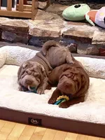BLUE MINI GIRL, a female Chinese Shar-Pei for sale in Raleigh, NC – 7 of 7