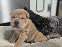 ISABELLA BOY, a male Chinese Shar-Pei for sale in Raleigh, NC – 6 of 7