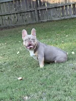 Day day , a male French Bulldog for sale in La Vernia, TX – Photo 9 of 10