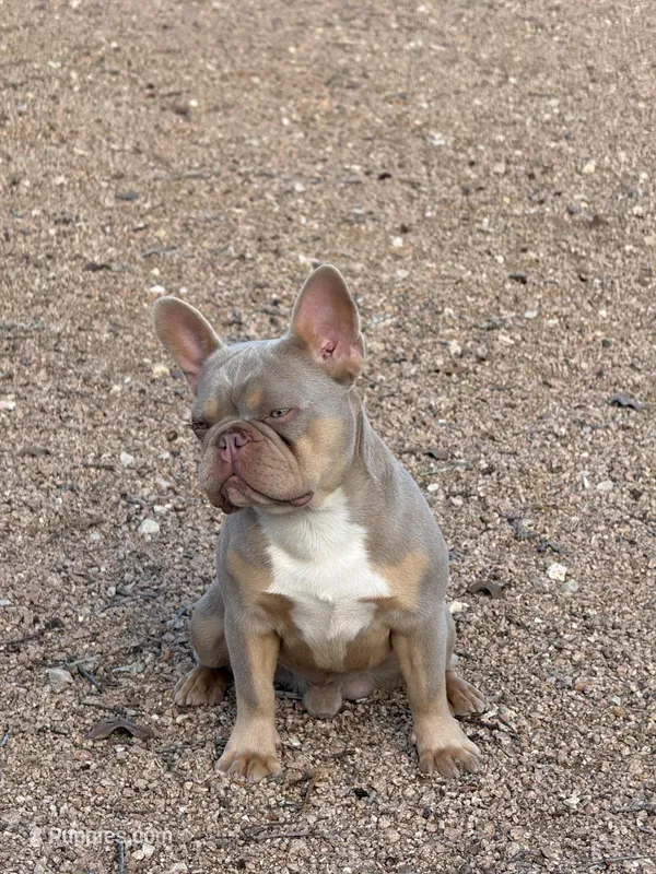 Day day  – French Bulldog puppy for sale in La Vernia, TX