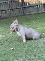 Day day , a male French Bulldog for sale in La Vernia, TX – Photo 8 of 10