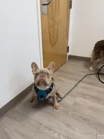 Day day , a male French Bulldog for sale in La Vernia, TX – Photo 5 of 10