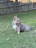 Day day , a male French Bulldog for sale in La Vernia, TX – Photo 7 of 10